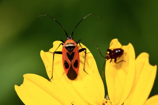 A vibrant red and black bug, firebug, with long antennae is prominently featured on a bright yellow flower petal, with another smaller, darker insect in the soft background. photo