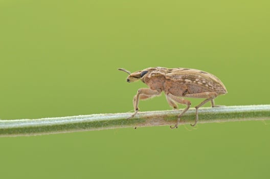 Beetle on a green stem photo