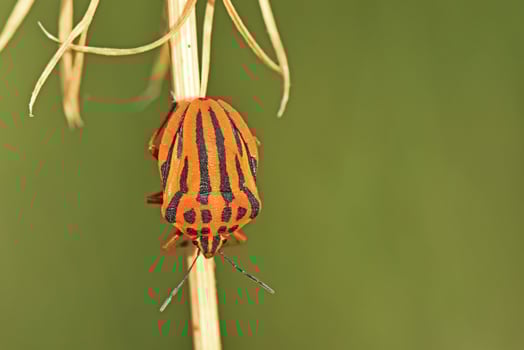 macro shot of a brightly colored striped shield bug, showcasing its distinctive red and black patterns, as it clings to a dry plant stem. photo