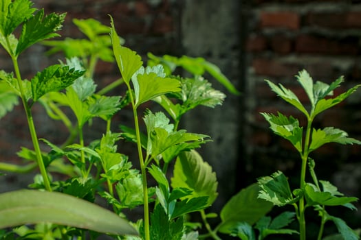 Growing Celery Plants in Garden with Fresh Green Leaves photo