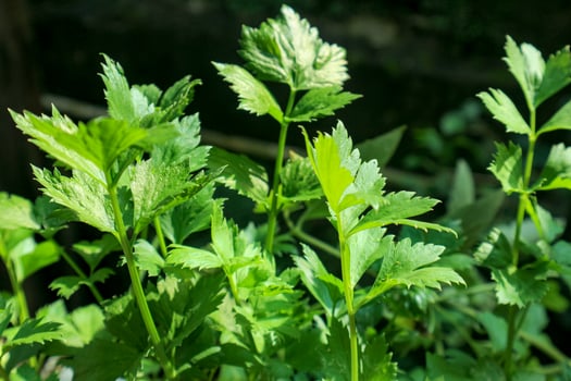 Fresh Green Celery Growing in Garden Sunlight photo