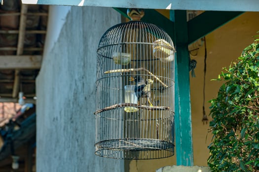 Bird in Cage Hanging Outdoors Daytime photo