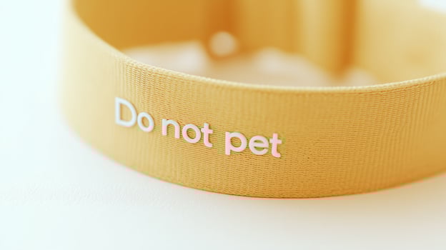 Yellow dog collar with Do not pet warning text for anxious dogs. Safety awareness collar communicating boundaries to strangers about reactive or nervous pets. photo