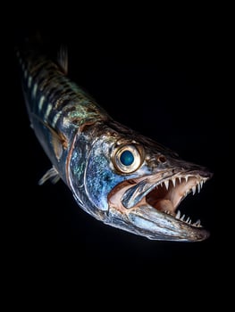 Close up of a barracuda's head, showcasing its sharp teeth and striking colors against a black background. A detailed image perfect for marine biology, nature, or wildlife publications. photo
