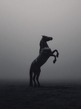 Majestic Black Stallion Rearing in Misty Landscape. A powerful image of a black horse in a dramatic pose against a foggy background. photo