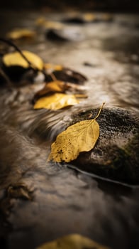 Autumn Leaf on a River Rock Close Up of Nature's Serenity. photo