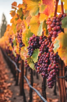Grapes hanging in autumn vineyard photo