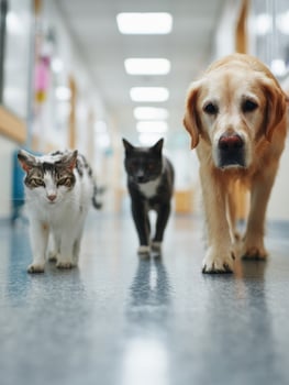 Calm Pets Walking Down a Soft-Focus Vet Hallway During a Routine Visit to the Animal Clinic photo