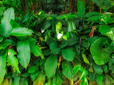 Lush Tropical Foliage A Vibrant Green Oasis photo