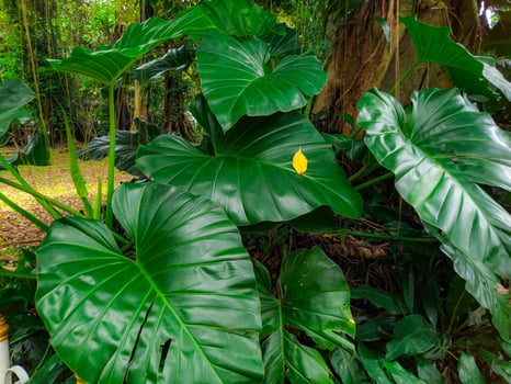Lush Tropical Rainforest Giant Emerald Leaves and a Solitary Yellow Leaf photo