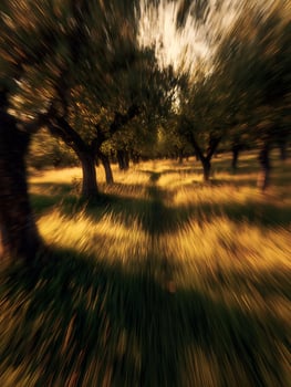 Golden Hour in an Orchard Abstract Impression of Trees and Grass. photo
