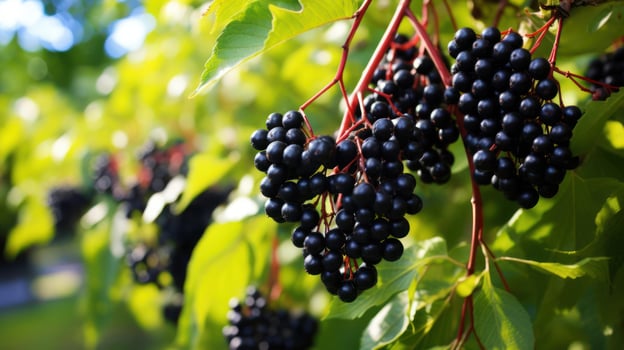 Black berries on a tree branch photo