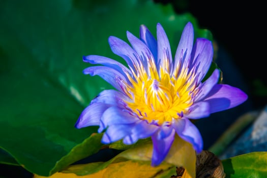A blue flower with yellow center photo