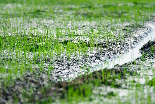 A puddle of water in a rice field photo