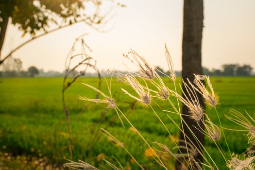 A field of grass with some tall grasses photo