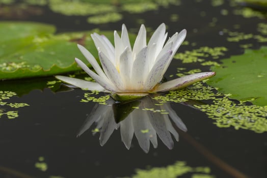 A white water lily floating in a pond photo