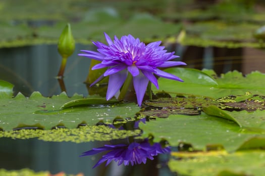 A purple flower in a pond with green leaves photo