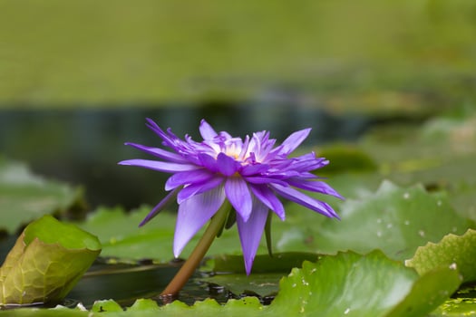 A purple water lily blooming in a pond photo