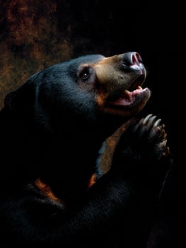 Malayan Sun Bear Licking Paw in a Glowing Forest at Dusk Highlights the Beauty of Wildlife photo