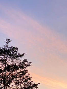 Evening sky and trees photo