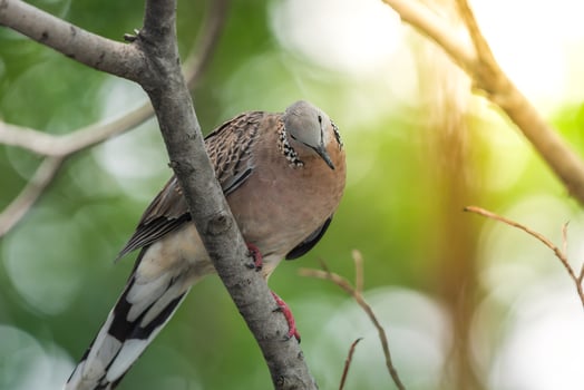 A bird sitting on a tree branch with a blurry background photo