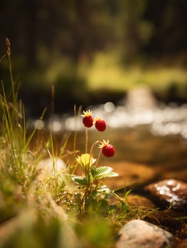 Wild Strawberries Growing by a Stream A Close Up of Nature's Bounty. photo