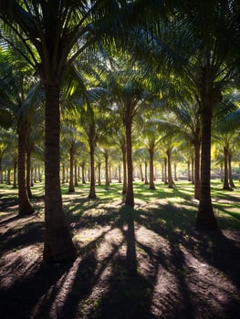 Sunlit Palm Tree Grove A Tranquil Scene of Tropical Paradise. photo