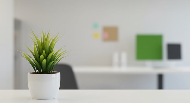 A plant in a white pot on a table in an office photo