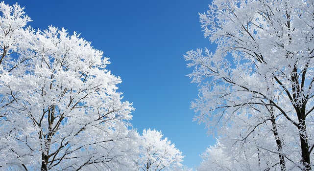 A group of trees covered in snow photo