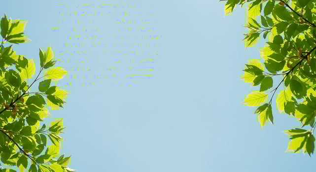 Green leaves against blue sky background photo