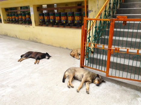 Stray dogs resting peacefully beside buddhist prayer wheels in Dharamshala, India. photo