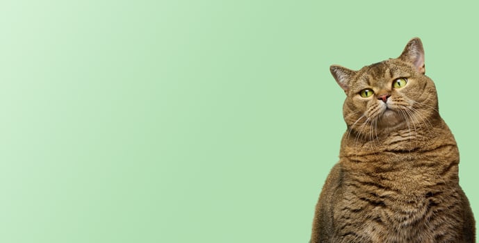 Face of a thoughtful or appraising Scottish Shorthair cat with bright green eyes looking curiously against a light green background. photo