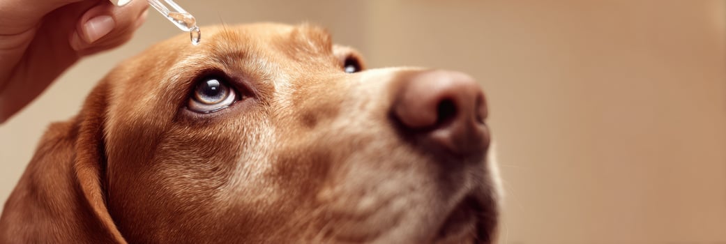 Veterinarian Carefully Administering Eye Drops to a Dog in a Calming Environment With Soft Cream Tones photo