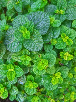 Vibrant green, round textured leaves of Creeping Charlie or Pilea nummulariifolia, forming a dense, creeping ground cover with fresh and natural charm. photo