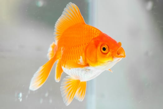 Goldfish in aquarium photo