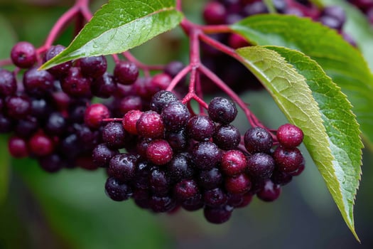 A close up of a bunch of berries on a tree photo