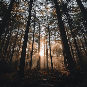 Sunbeams Illuminate a Mystical Pine Forest at Dawn. Golden light streams through the trees creating a magical atmosphere. photo