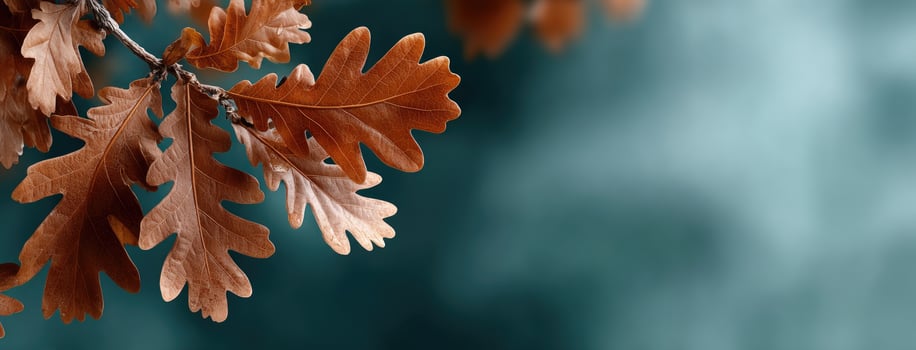 Autumn leaves on a branch photo