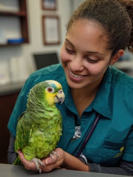 Vet Assistant Engages With a Parrot in a Bright Clinic Corner While Providing Care and Companionship photo