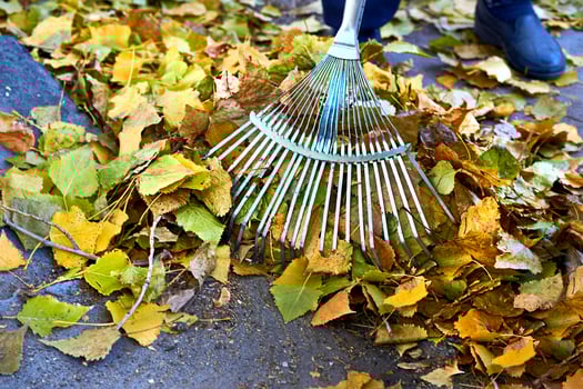 Clean sweeping fallen leaves with a garden rake photo