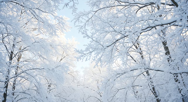A snowy forest with trees covered in snow photo