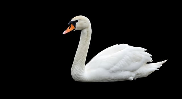 A white swan is standing on a black background photo