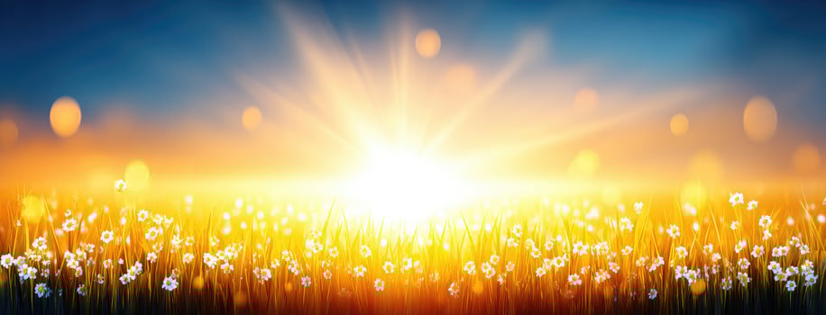Sun shining over a field of flowers photo