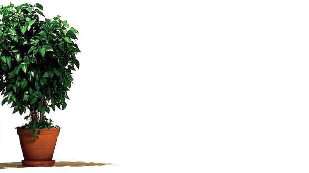 A potted plant with green leaves on a white background photo