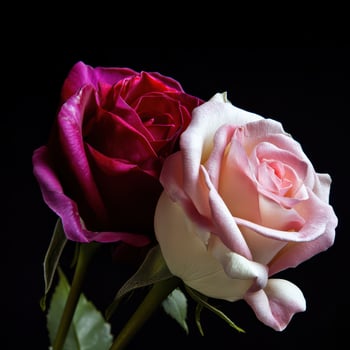 Pink and purple roses on dark backdrop photo