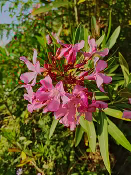 Delicate petals of the vibrant pink oleander flower take center stage under the sun, surrounded by a softly blurred background that includes sunlit elements, enhancing the flower's natural beauty. photo