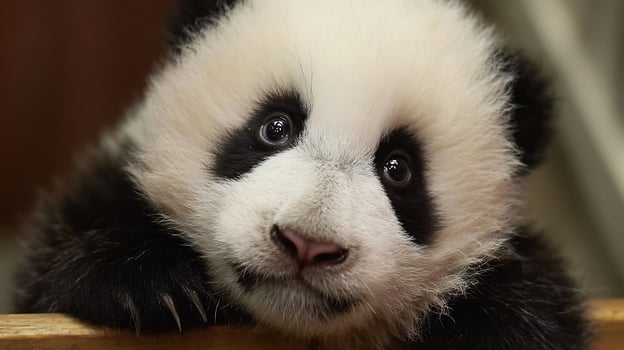 A close-up portrait of an adorable baby panda with black and white fur looking directly. photo