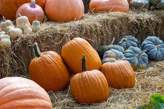 Pumpkins and gourds on hay photo