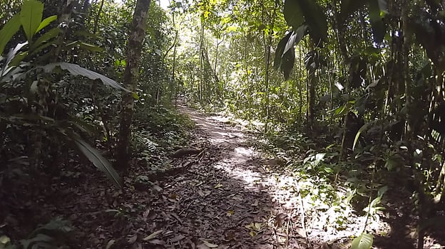 Sunlight filtering through lush jungle canopy onto a forest path. photo