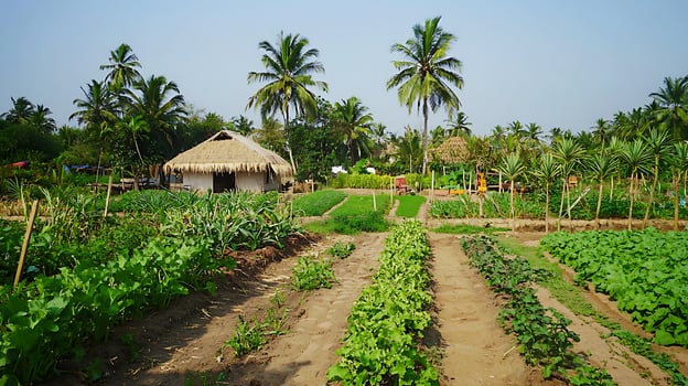 Lush Tropical Garden with Palm Trees and Thatched Hut photo